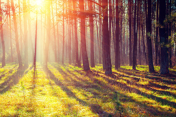 istock Pine forest in the morning 507308860