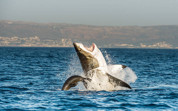 ฉลามขาวตัวใหญ่ที่ละเมิดการโจมตี - เม็กกาโลดอน ภาพสต็อก ภาพถ่ายและรูปภาพปลอดค่าลิขสิทธิ์