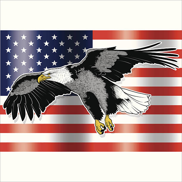 american eagle – Vektorgrafik