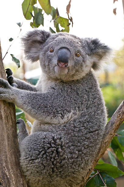 istock Australian Koala Bear holding onto a tree trunk 507311309