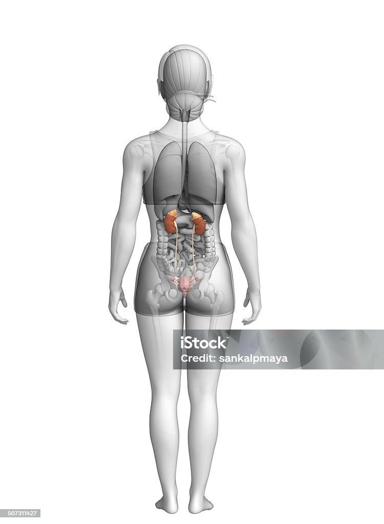 Female urinary system Illustration of Female urinary system Abdomen Stock Photo