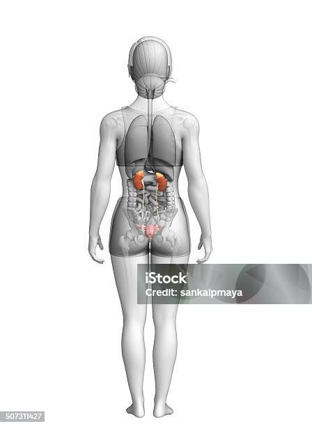 Female Urinary System Stock Photo - Download Image Now - Abdomen, Abdominal Aorta, Anatomy