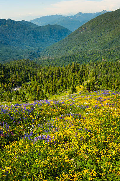 горнолыжный wildflowers - north cascades national park pacific northwest flower cascade range стоковые фото и изображения
