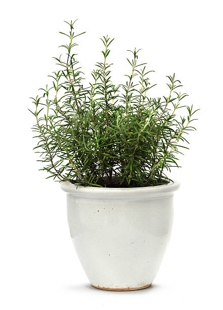 istock Rosemary in white clay pot 507313117