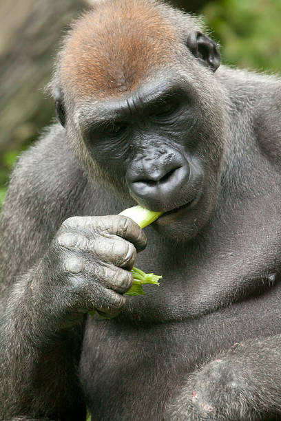 Fat Ugly Gorilla