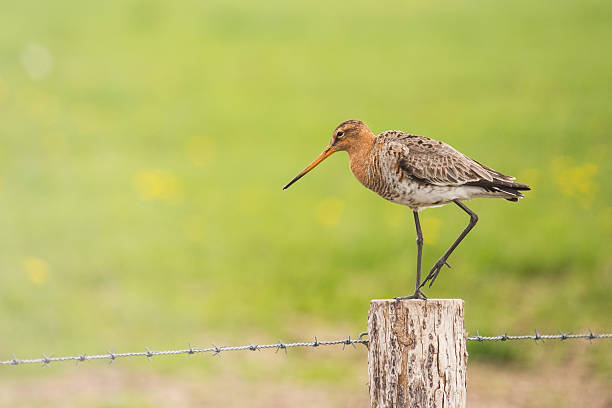 Black-tailed Godwit (Limosa limosa) stock photo