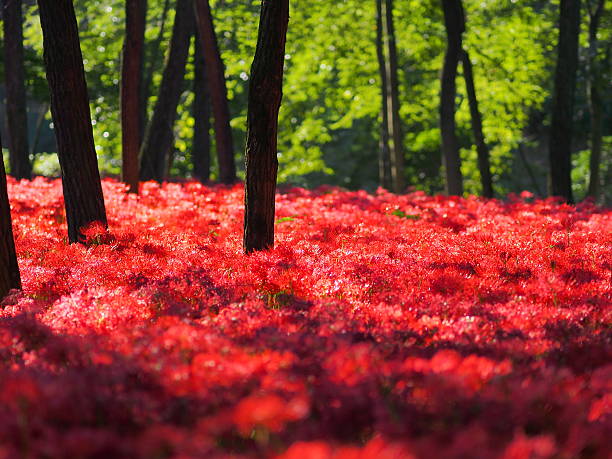 istock Red carpet in the woods 507313753