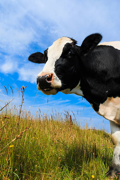 istock Curious dairy cow standing in field 507313881