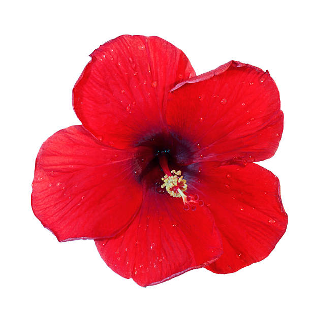 istock Red hibiscus flower isolated on white background. 507314397