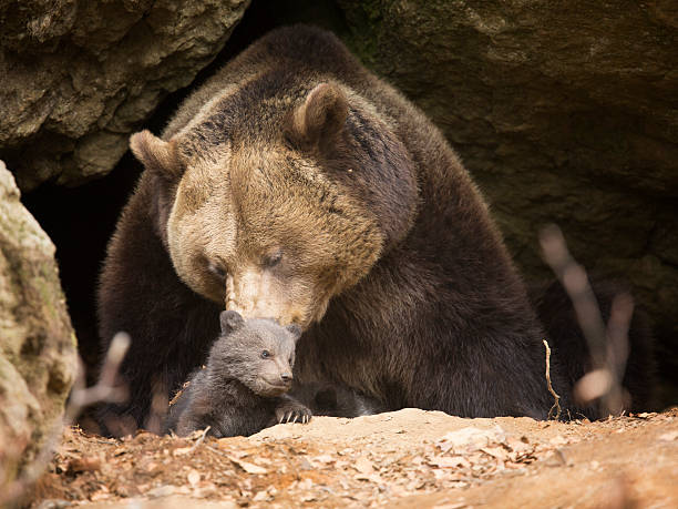 istock Brown bear family 507315661