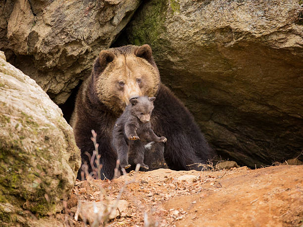 istock Brown bear family 507315665
