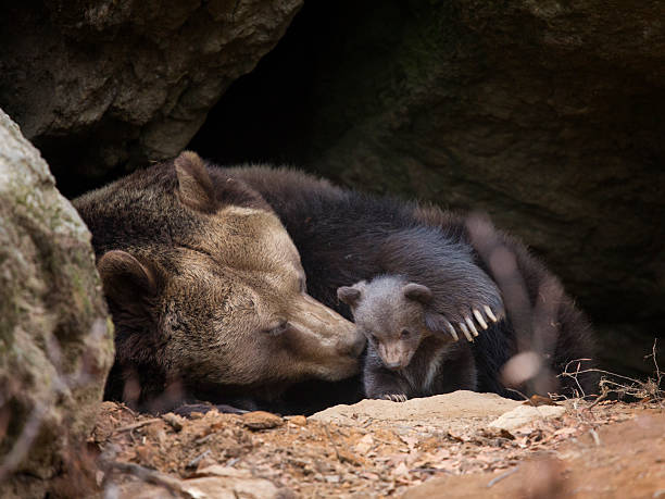 бурый медведь семьи - cave bear стоковые фото и изображения