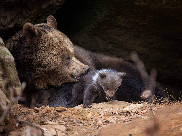 istock Brown bear family 507315669