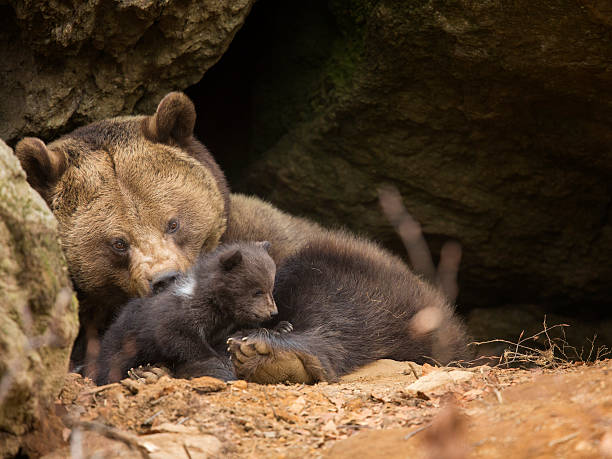 бурый медведь семьи - cave bear стоковые фото и изображения