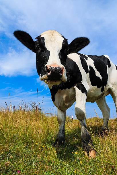istock Lovely dairy cow standing in field 507316145