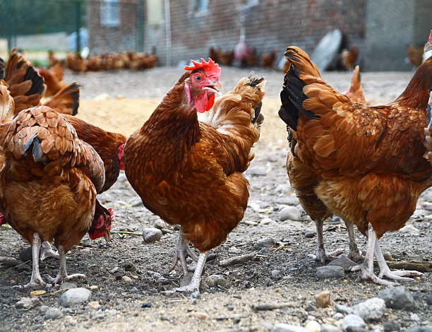 istock Chickens on traditional free range poultry farm 507316653