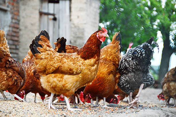 istock Chickens on traditional free range poultry farm 507316661