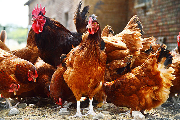 istock Chickens on traditional free range poultry farm 507316663