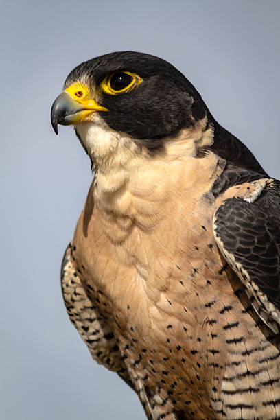 istock Peregrine Falcon 507316737