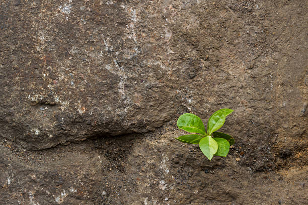 istock Small green plant growing between stones. 507317057