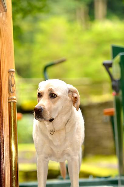 istock Dog on canal boat 507329089