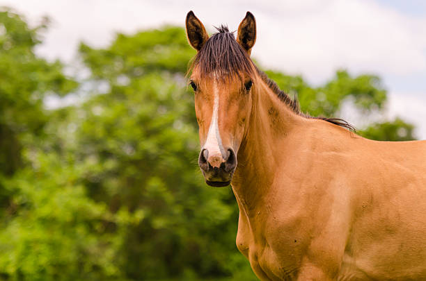 istock Brown Horse looking directly to the phographer 507329151