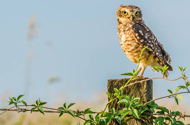 istock Beautiful owl in the desert. 507329155