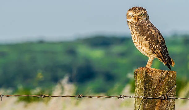 istock Beautiful owl in the desert. 507329157