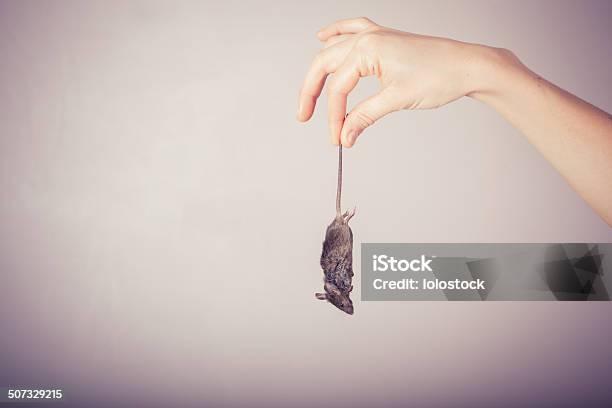 Hand Holding Dead Mouse Stock Photo - Download Image Now - Home Interior, Mouse - Animal, Adult