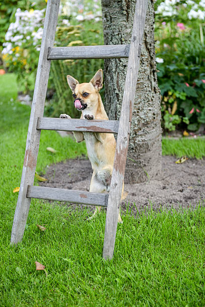 chihuahua - holzleiter - fotografias e filmes do acervo