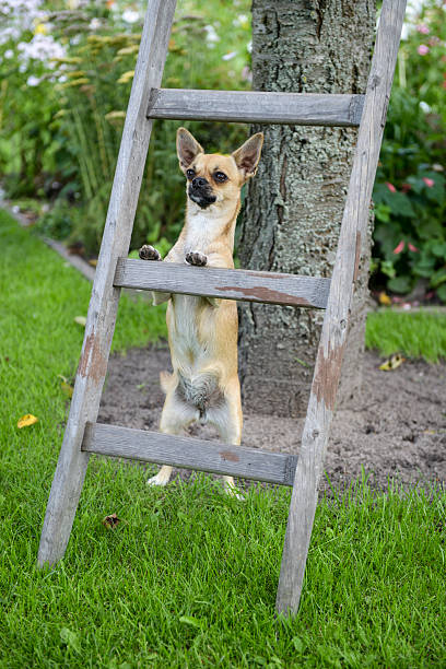 chihuahua - holzleiter - fotografias e filmes do acervo