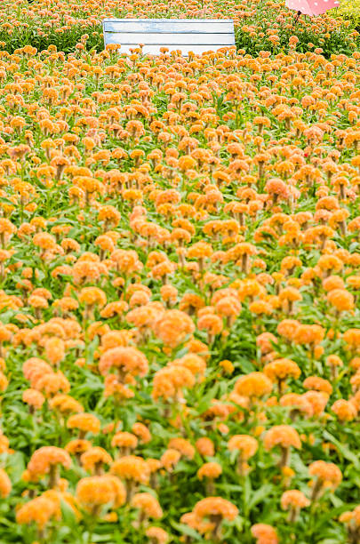 istock Celosia or Wool flowers or Cockscomb flower 507331021