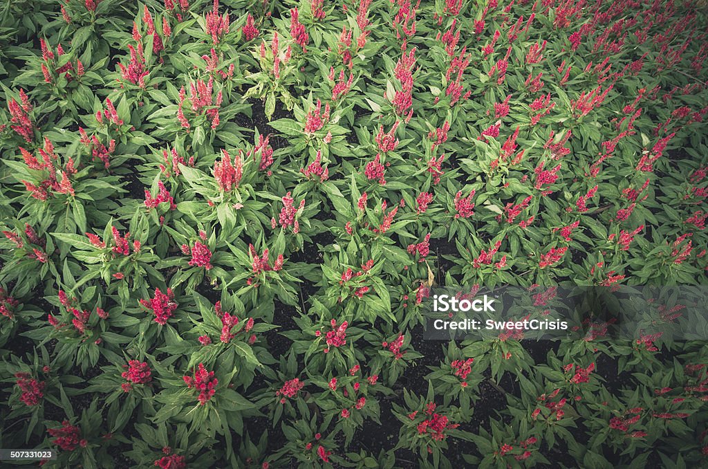 Celosia o fiori di lana o cresta di gallo fiori vintage - Foto stock royalty-free di Ambientazione esterna