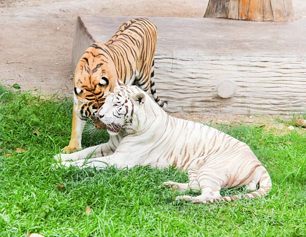 istock White tiger and orange tiger are snuggle 507331153