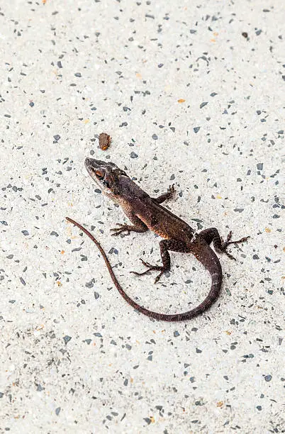common salamander crawling on the floor