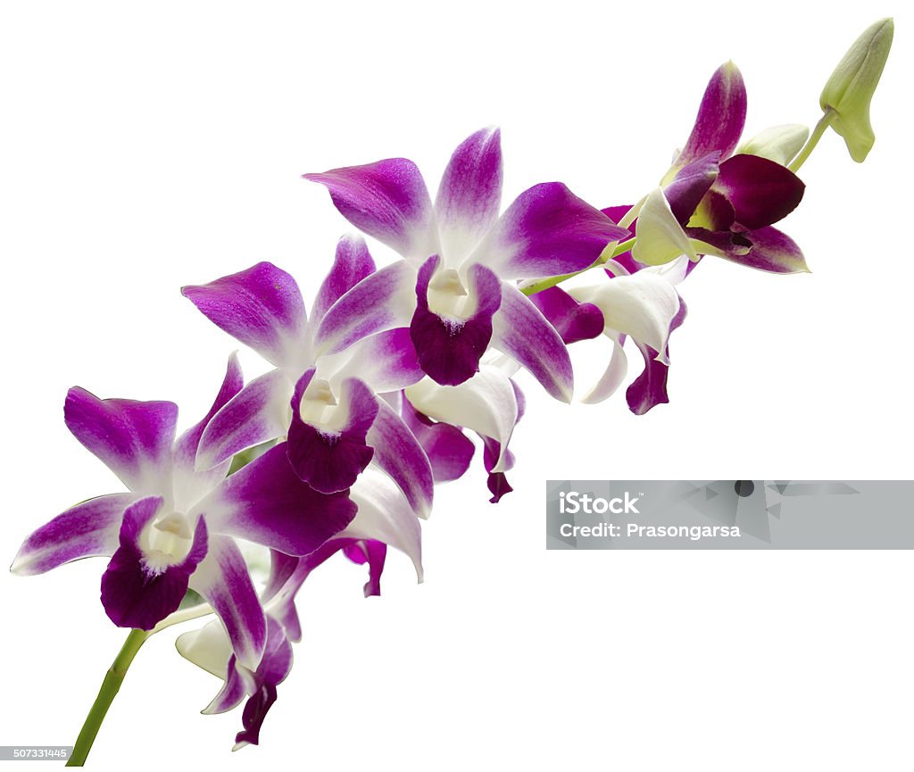 Pink Orchid Backgrounds Stock Photo