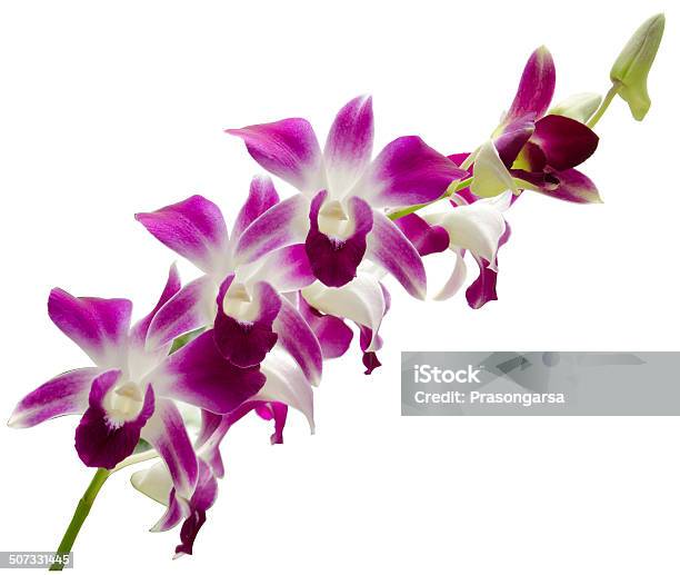 Pink Orchid Stock Photo - Download Image Now - Backgrounds, Beauty, Beauty In Nature