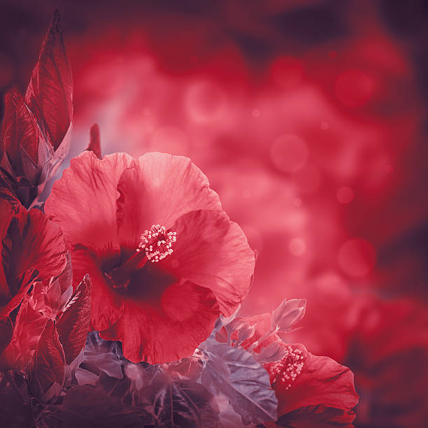 istock Bunch of red hibiscus 507331501