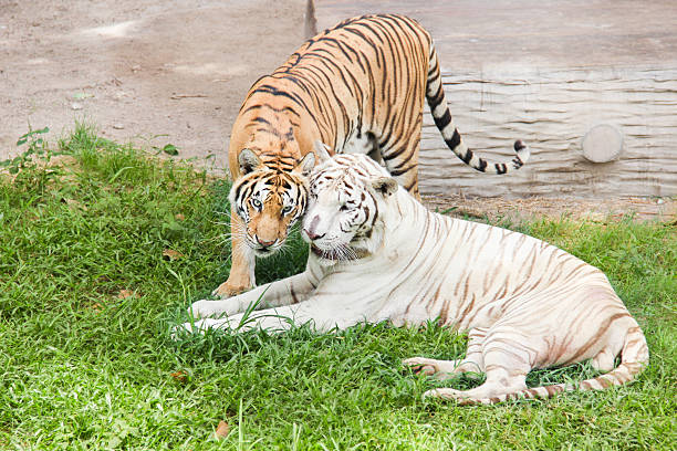 istock White tiger and orange tiger are snuggle 507331509