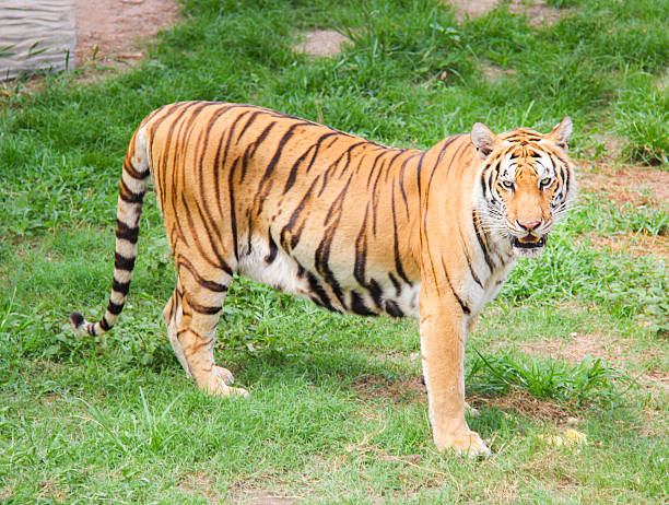 istock Tiger in the zoo 507331555