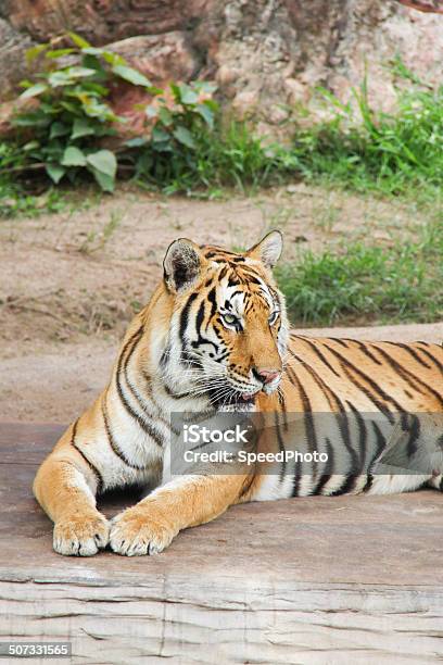Tiger In The Zoo Stock Photo - Download Image Now - Animal, Animal Hair,  Animal Wildlife - iStock