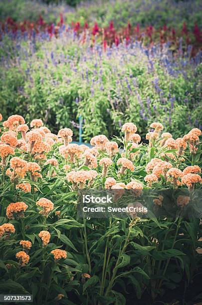 Celosia O Fiori Di Lana O Cresta Di Gallo Fiori Vintage - Fotografie stock e altre immagini di Ambientazione esterna