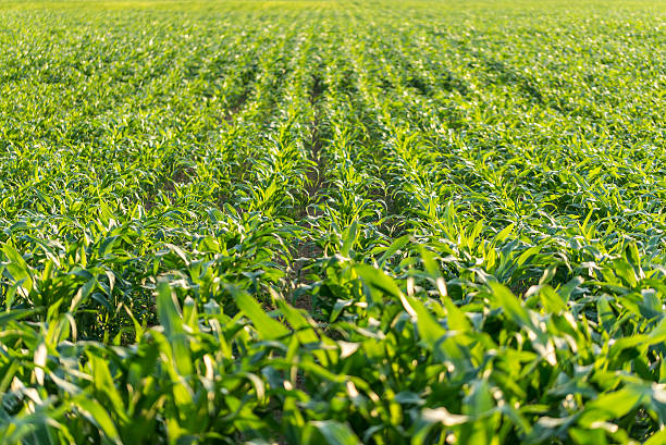 istock Young maize plants in an agricultural field 507332961
