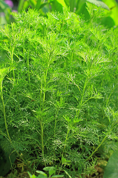 Southernwood (Artemisia abrotanum) stock photo