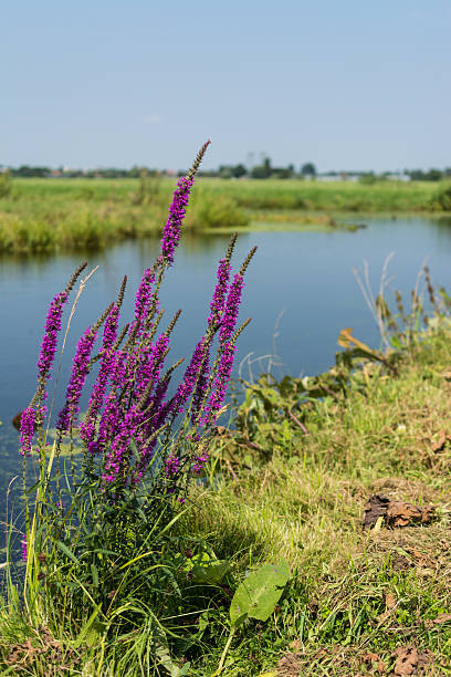 Purple Loosestrife vertical Purple Loosestrife near water lythrum salicaria purple loosestrife stock pictures, royalty-free photos & images