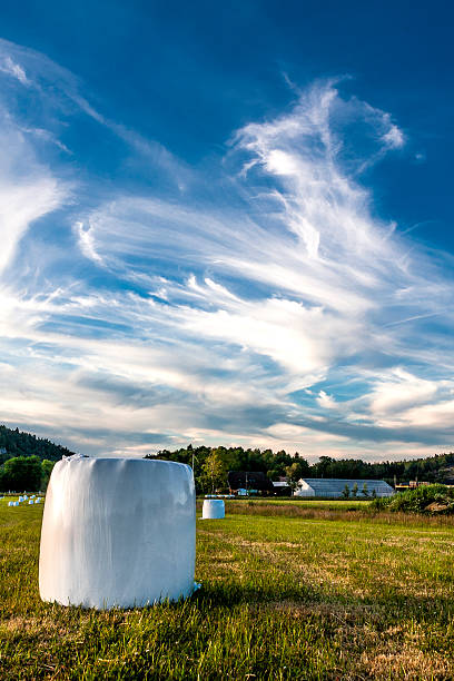 ensilage bolas contra o céu azul vibrante - provender imagens e fotografias de stock