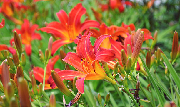 istock Red and orange tiger lilies 507334007