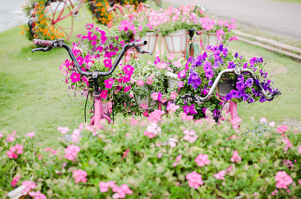 istock Petunia or Petunia Hybrida Vilm 507334349