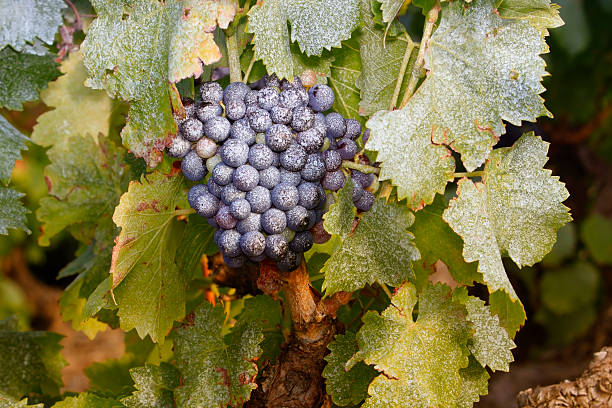 Vine anti-late blight fungicide Vine stock treated with Bordeaux porridge, anti-late blight fungicide - French viticulture. mildew stock pictures, royalty-free photos & images