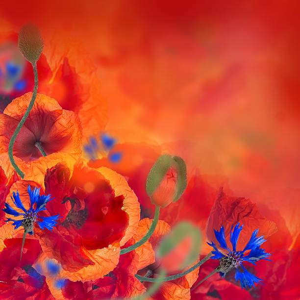 istock Red poppies field and blue cornflowers 507335685